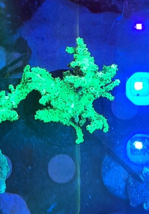 Meerwasser Korallen Ableger Sinularia Mint Green Bild 4