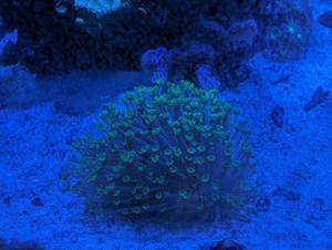 Korallenableger  Bild 5