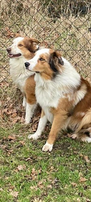 Deckrüden Border Collie,Australian Shepherd