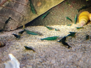 Green Jade Garnelen - Neocaridina davidi Bild 3