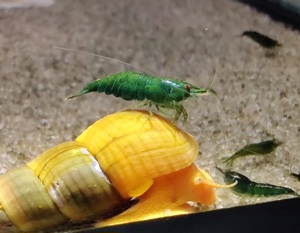 Green Jade Garnelen - Neocaridina davidi