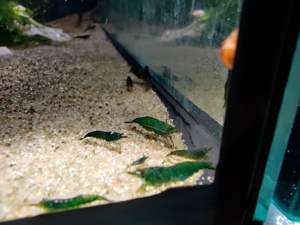 Green Jade Garnelen - Neocaridina davidi Bild 4