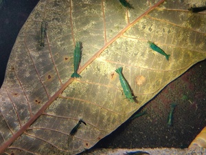 Green Jade Garnelen - Neocaridina davidi Bild 2