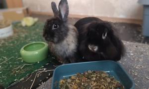 Zwei Kaninchendamen suchen ein neues Zuhause. Bild 3