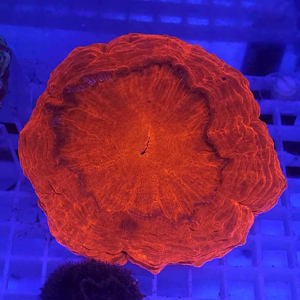 Ultra Korallen - LPS   SPS  Meerwasser Aquarium Osterangebote!!  Bild 5