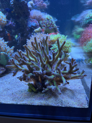 Meerwasser verschiedene Korallen Bild 2