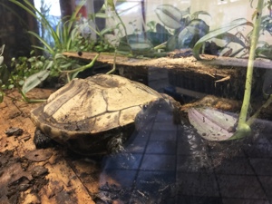 Rotkopf-Plattschildkröte Platemys platycephala 0.1 Bild 1