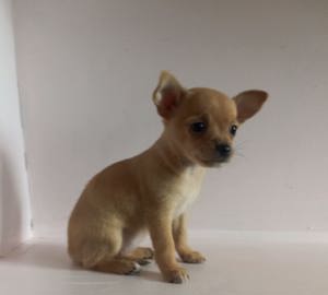 Chihuahua Welpen, Chihuahuawelpen Bild 1