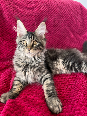 Maine Coon Kitten mit Stammbaum Bild 5