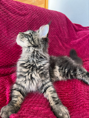 Maine Coon Kitten mit Stammbaum Bild 9