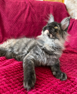 Maine Coon Kitten mit Stammbaum Bild 4