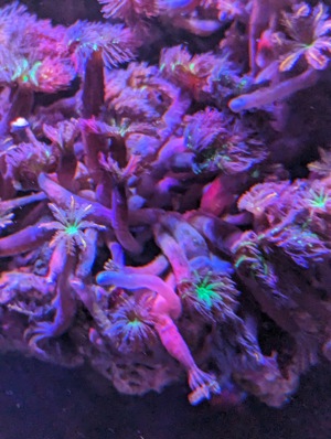 meerwasser anemone sunburst quadricolour Bild 2