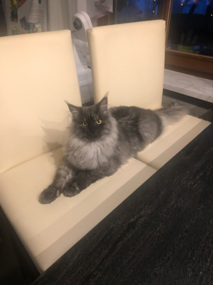 Maine Coon Deckkater