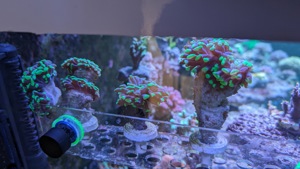 LPS Korallen Euphyllia paraancora bicolor. Bild 3