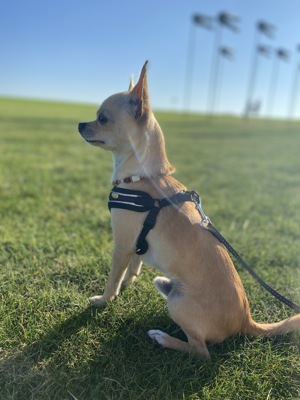 Süßer Deckrüde Chihuahua Bild 1