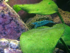 Blue Jelly Garnele - Neocaridina davidi 100 St. = 75 Euro