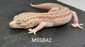 Leopardgecko * Mack Super Snow* MSS Bell Bild 2