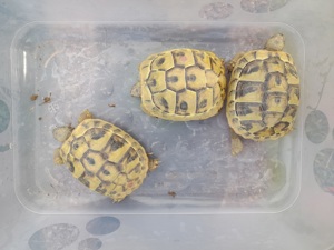 Griechische Landschildkröten - Nachzuchten  Bild 1