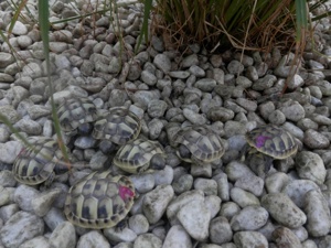 Griechische Landschildkröten (THB) NZ 2023 preisg. v. Züchter m. CITES- Bescheinigung und Pflegeanl.