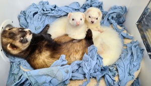 Frettchen Ernährung Ratgeber als PDF Download Bild 5