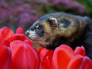 Frettchen Ernährung Ratgeber als PDF Download Bild 4