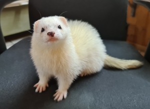 Frettchen Ernährung Ratgeber als PDF Download Bild 6