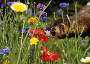 Frettchen Ernährung Ratgeber als PDF Download Bild 7