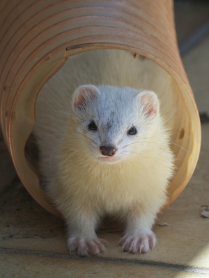 Frettchen Ernährung Ratgeber als PDF Download Bild 9