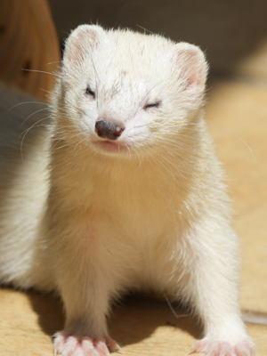 Frettchen Ernährung Ratgeber als PDF Download Bild 8