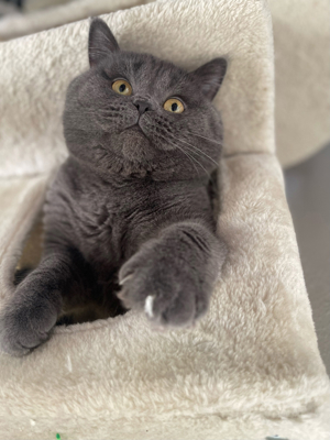 Erfahrener Deckkater BKH BLH Sütlac Bild 7