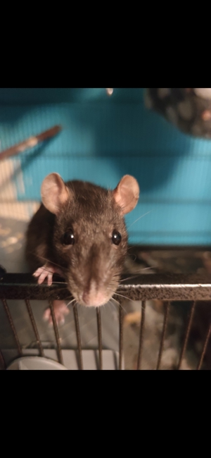 Rattenmädels inklusive Käfig zu verkaufen Bild 1