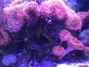 Koralle, Kupferanemone Anemone Blasenanemone Bild 2