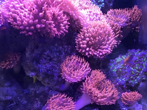 Koralle, Kupferanemone Anemone Blasenanemone Bild 3