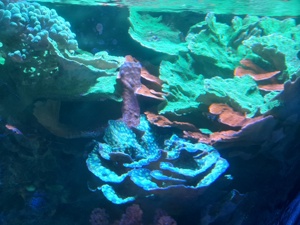 Meerwasser  Korallen Bild 4