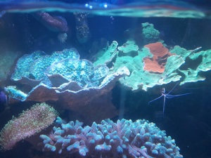 Meerwasser  Korallen Bild 3