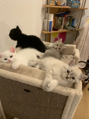 Deckkater BKH Pamuk schneeweiß Blutgruppe B Bild 10