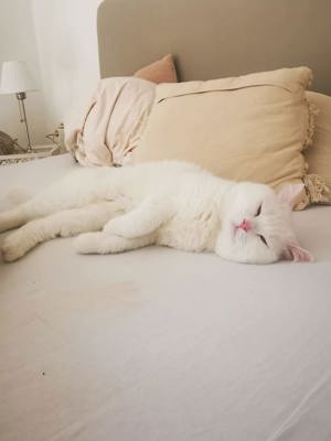 Deckkater BKH Pamuk schneeweiß Blutgruppe B Bild 2