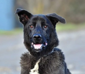 Blacky N28 - ein immer" Gute Laune Hund", verträglich, perfekter Partner für Wanderungen o.ä.