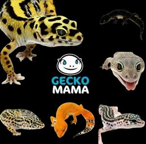Schöne Leopardgeckos verschiedene Morphen demnächst abzugeben  Bild 1