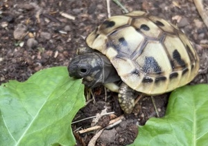 Griechische Landschildkröten Nachzuchten 2023