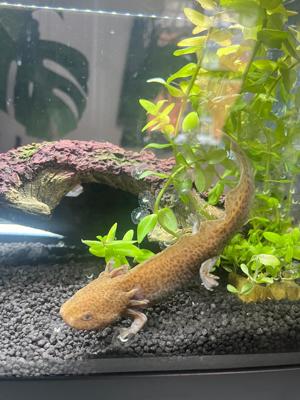 Axolotl Eier Copper abzugeben Bild 3