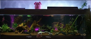 Aquarium mit 6 Axolotl Sonderfarben Axantic copper Bild 2