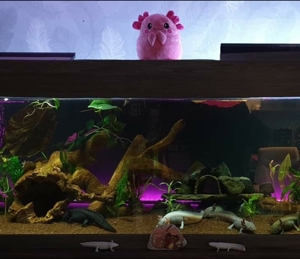 Aquarium mit 6 Axolotl Sonderfarben Axantic copper Bild 3
