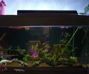 Aquarium mit 6 Axolotl Sonderfarben Axantic copper Bild 4