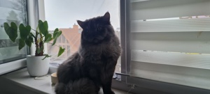 Deckkater   Perser in Grau 1 Jahr alt sehr gesund  Bild 1