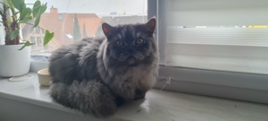 Deckkater   Perser in Grau 1 Jahr alt sehr gesund  Bild 3