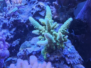 Meerwasseraquarium  Bild 1