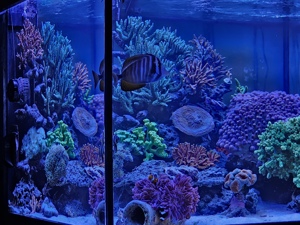 Meerwasseraquarium  Bild 2
