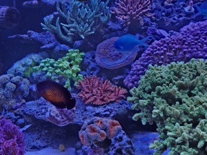 Meerwasseraquarium  Bild 5