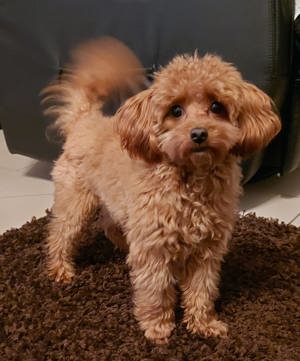 Toypudel Deckrüde mit Erfahrung !Kein Verkauf!